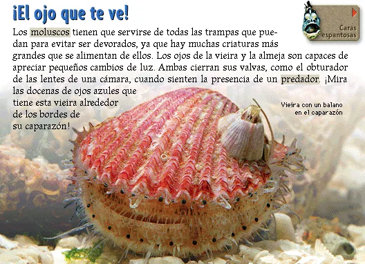 ¡El ojo que te ve!