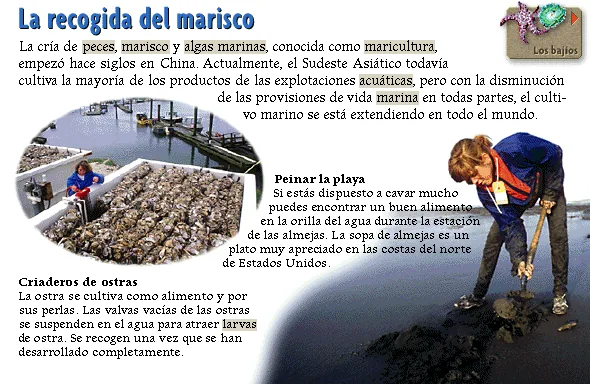 La recogida del marisco