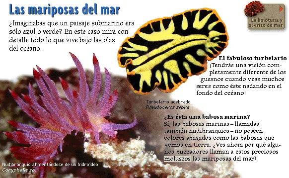 Las mariposas del mar
