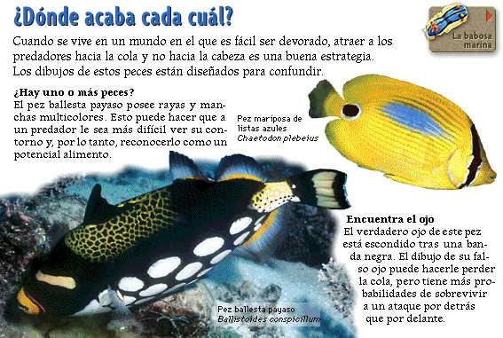 ¿Dónde acaba cada cuál?
