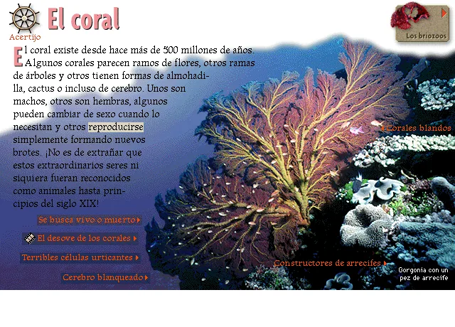 El coral