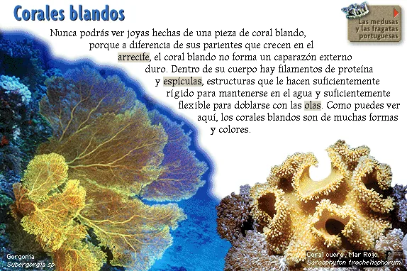 Corales blandos