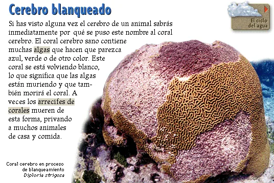 Cerebro blanqueado