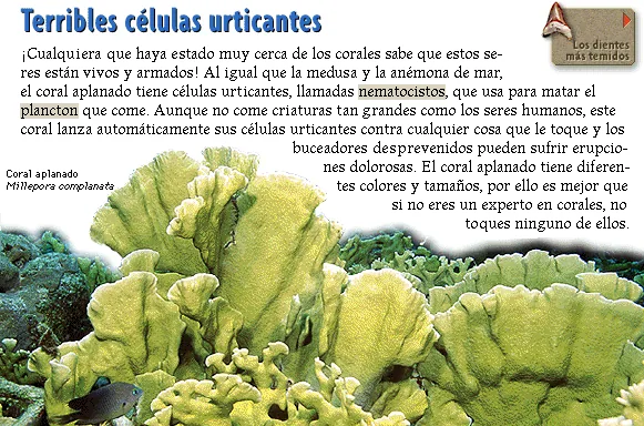 Terribles células urticantes