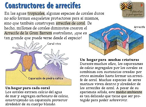 Constructores de arrecifes