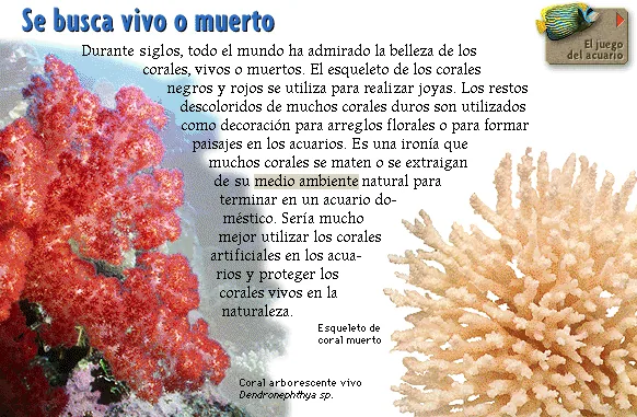 Se busca vivo o muerto