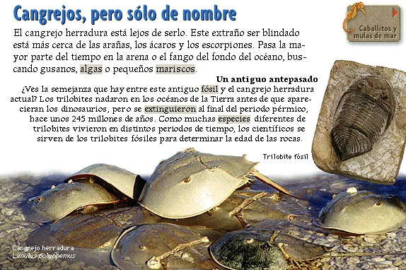 Cangrejos, pero sólo de nombre