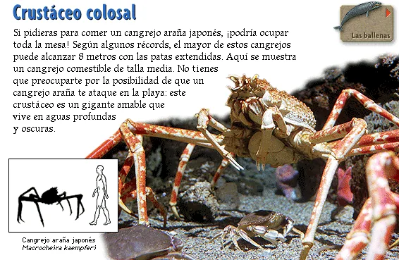 Crustáceo colosal