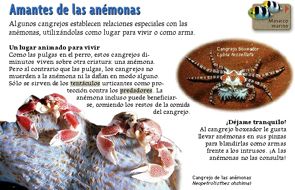 Amantes de las anémonas