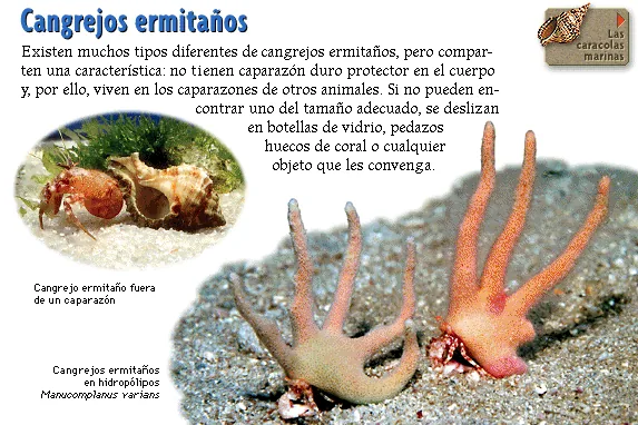 Cangrejos ermitaños