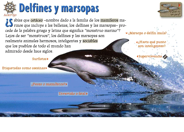 Delfines y marsopas