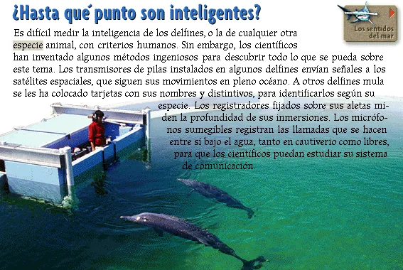 ¿Hasta qué punto son inteligentes?