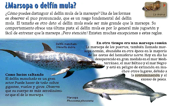 ¿Marsopa o delfín mula?