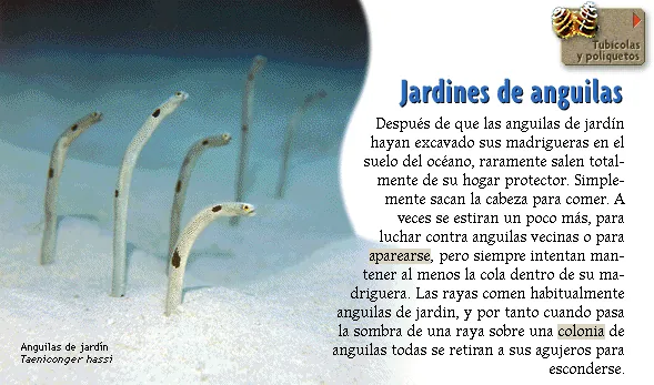 Jardines de anguilas