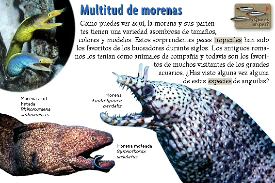 Multitud de morenas