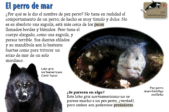 El perro de mar