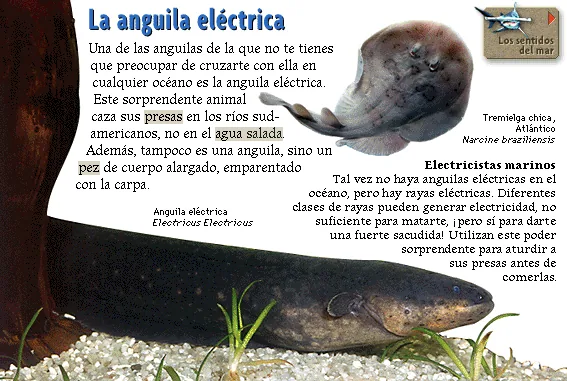 La anguila eléctrica
