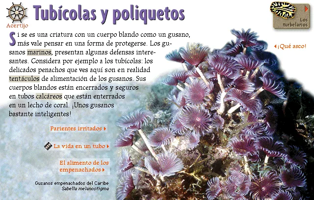 Tubícolas y poliquetos