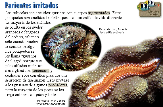 Parientes irritados