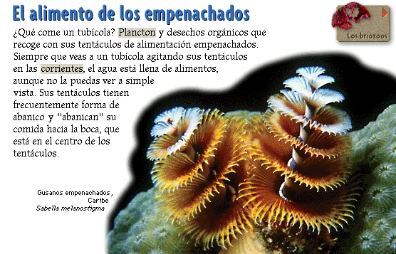 El alimento de los empenachados