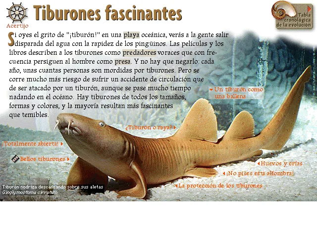 Tiburones fascinantes