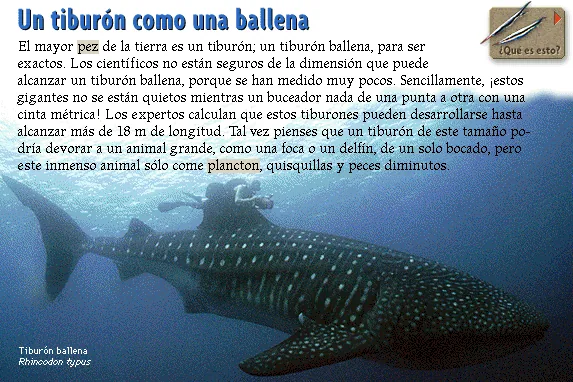 Un tiburón como una ballena