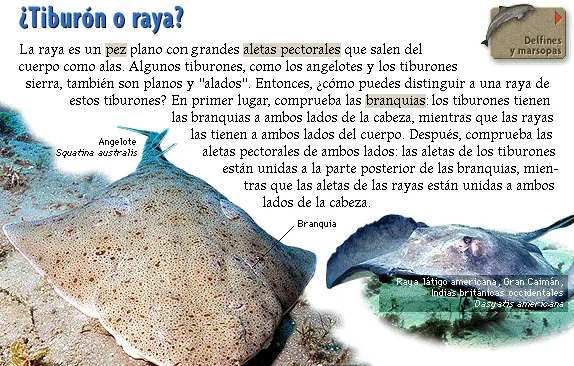 ¿Tiburón o raya?