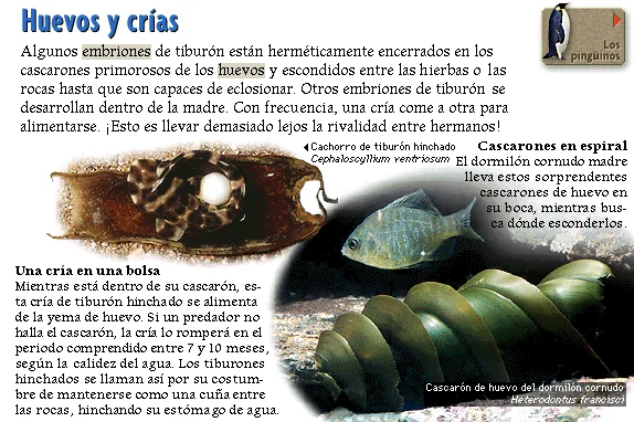 Huevos y crías