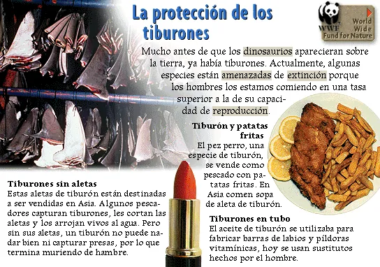 La protección de los tiburones