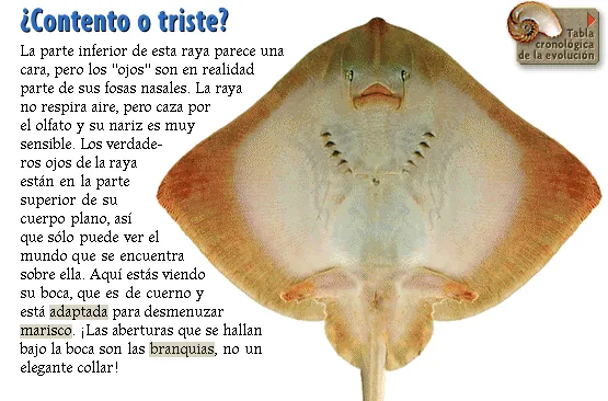 ¿Contento o triste?