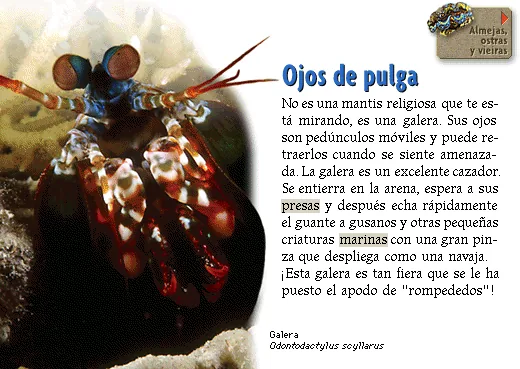 Ojos de pulga