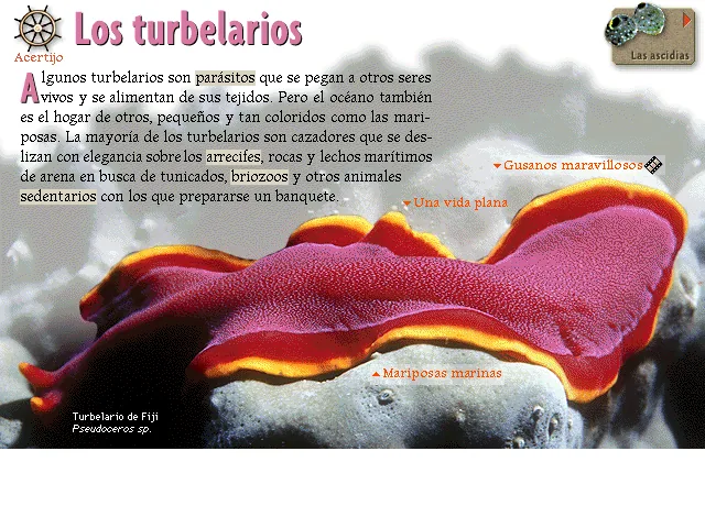 Los turbelarios