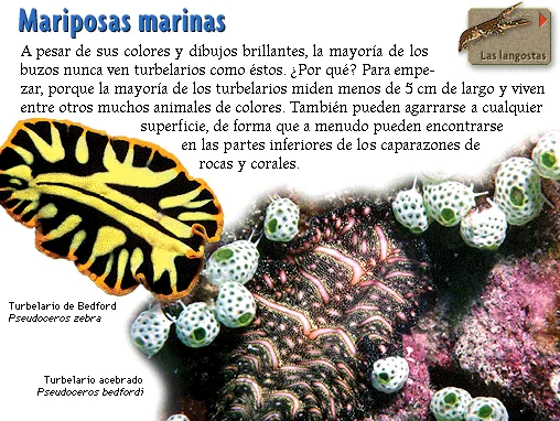 Mariposas marinas