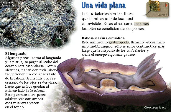 Una vida plana