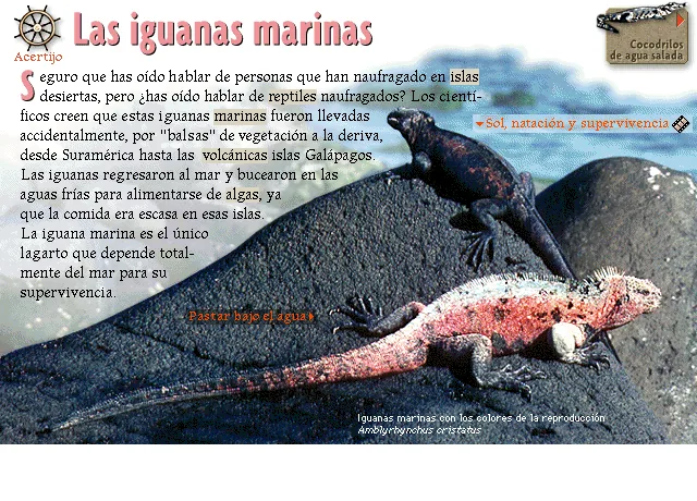 Las iguanas marinas