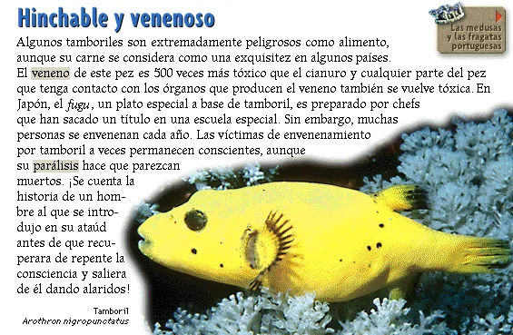 Hinchable y venenoso