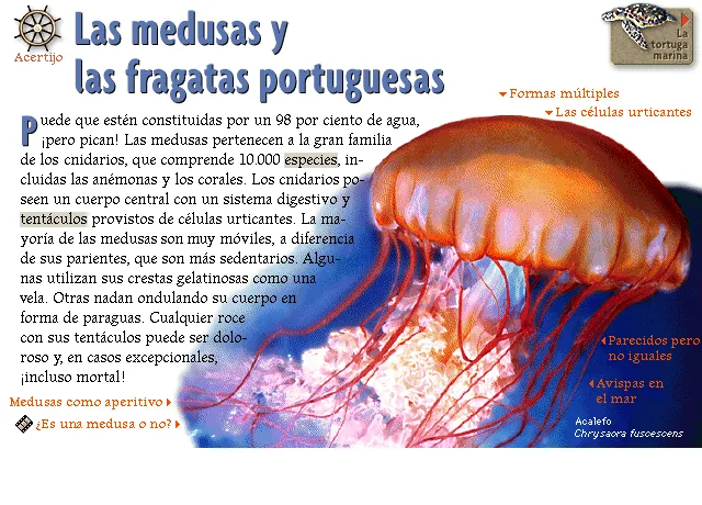 Las medusas y las fragatas portuguesas