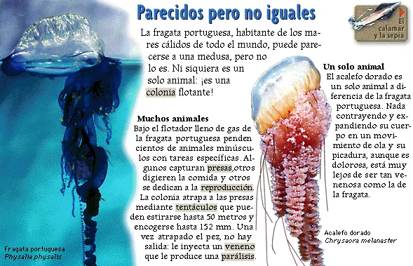 Parecidos pero no iguales