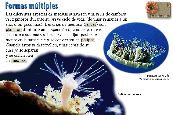 Formas múltiples