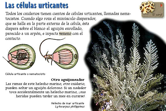 Las células urticantes