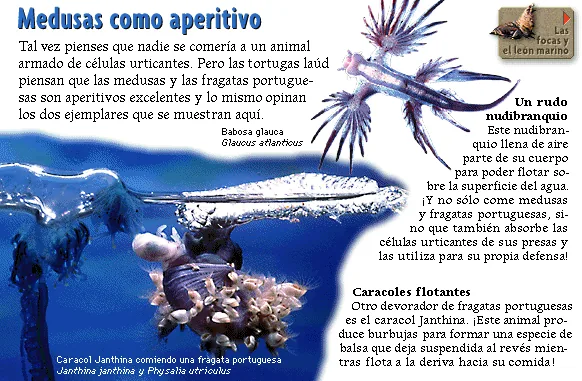 Medusas como aperitivo