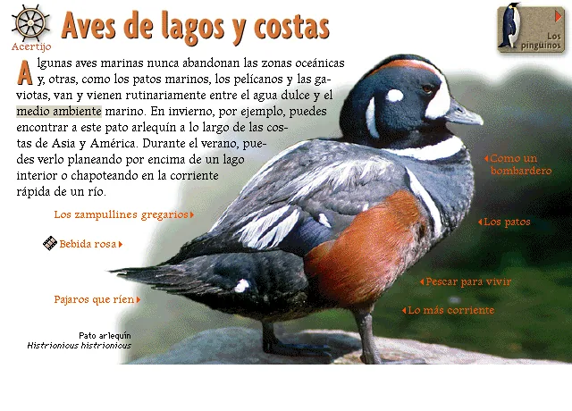 Aves de lagos y costas