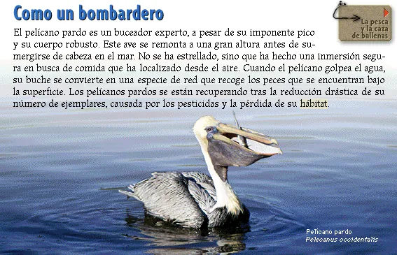 Como un bombardero