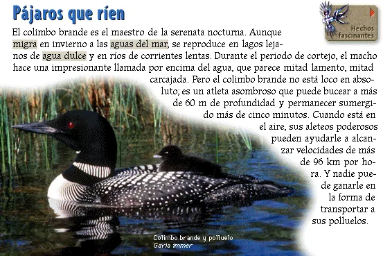 Pájaros que ríen