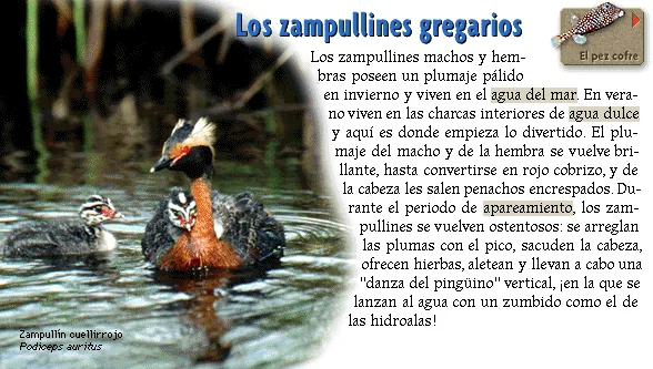 Los zampullines gregarios