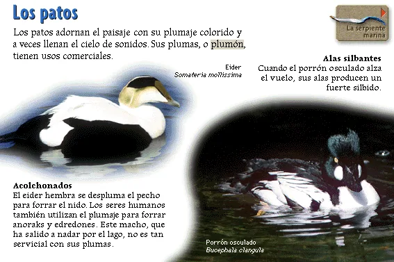 Los patos