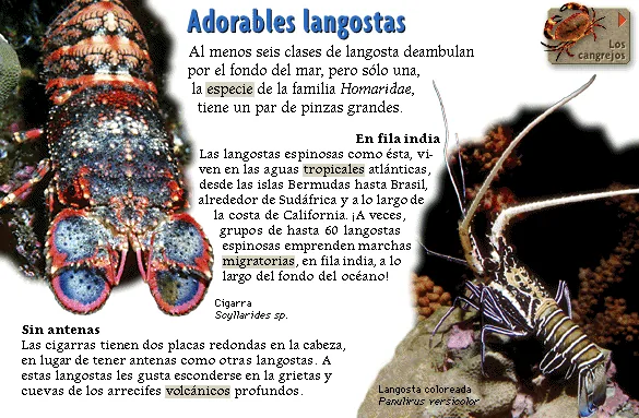 Adorables langostas