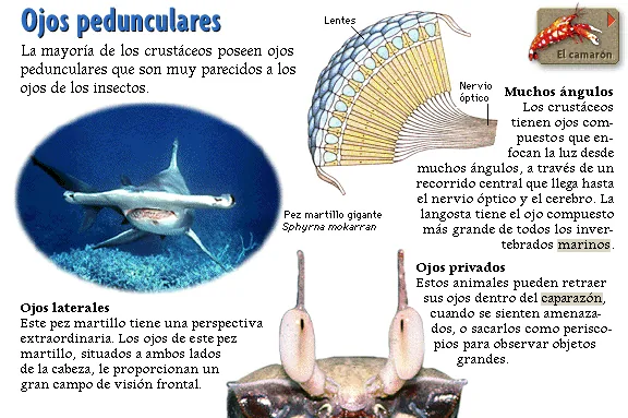 Ojos pedunculares