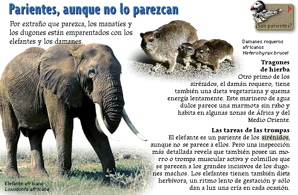 Parientes, aunque no lo parezcan