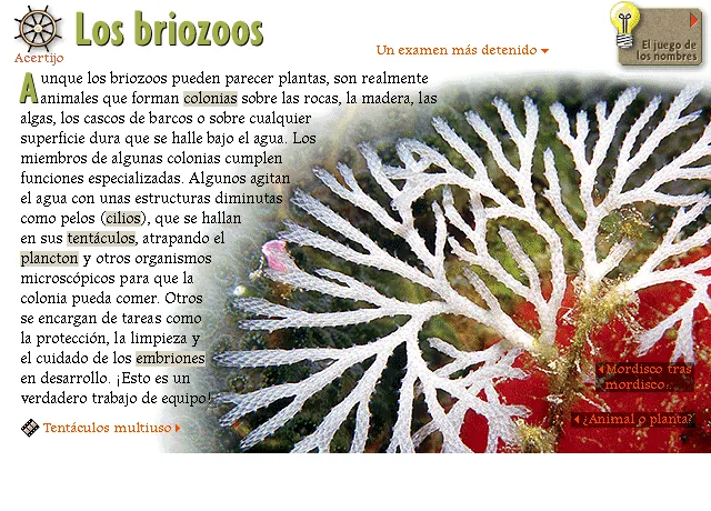 Los briozoos
